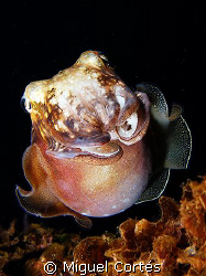 Cuttlefish. by Miguel Cortés 